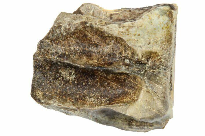 Fossil Triceratops Shed Tooth - Wyoming #364326